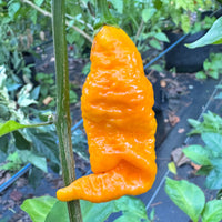 Dystopia Yellow - Seeds