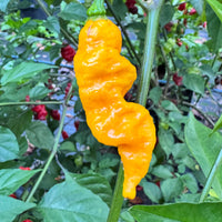 Dystopia Yellow - Seeds