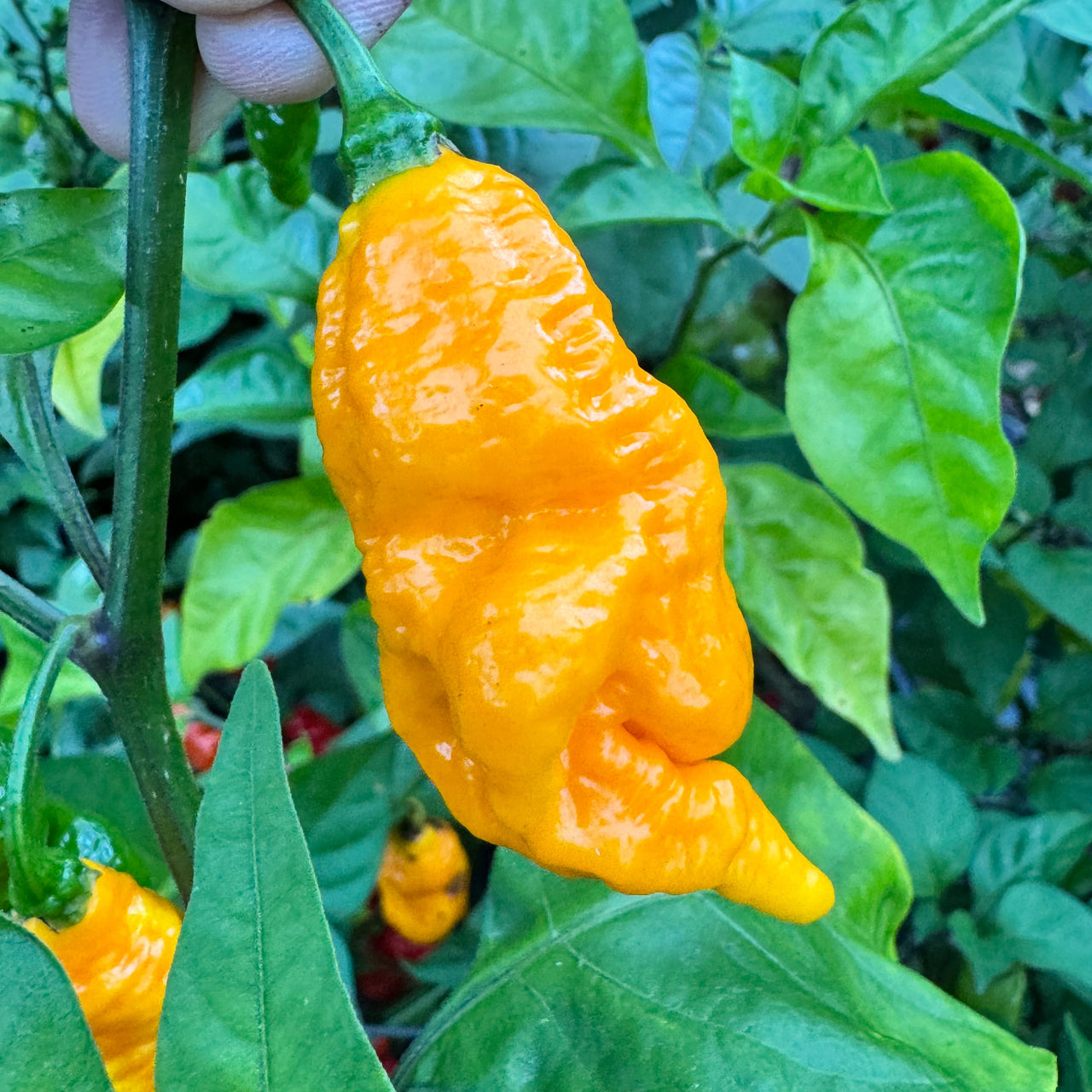 Dystopia Yellow - Seeds