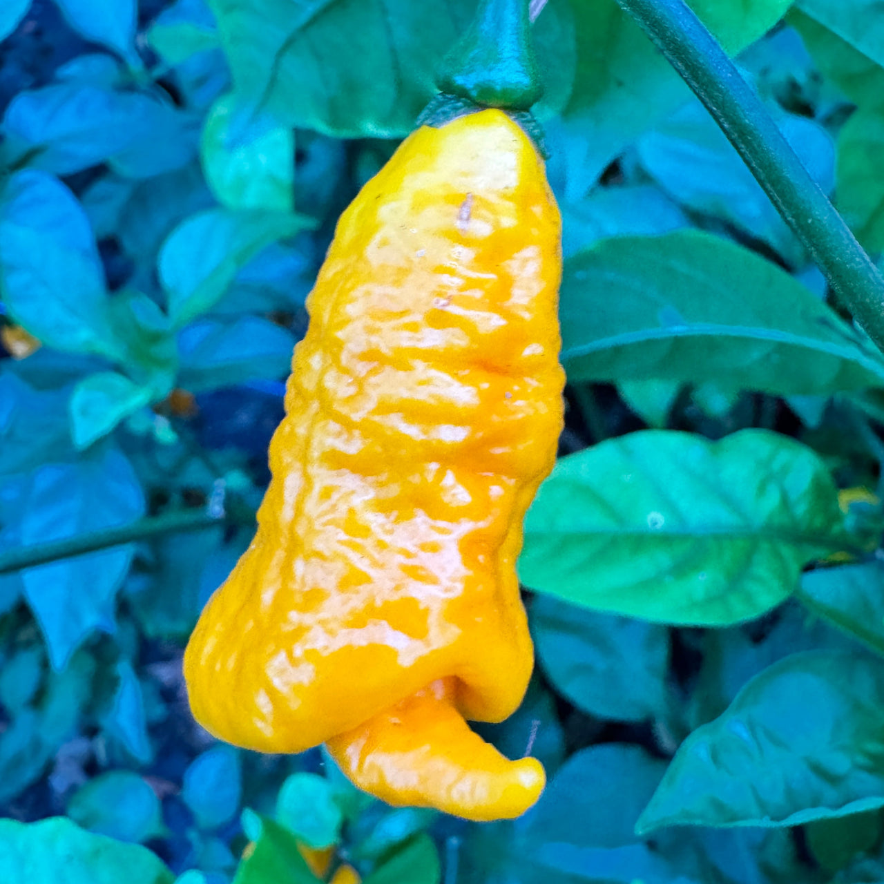 Dystopia Yellow - Seeds