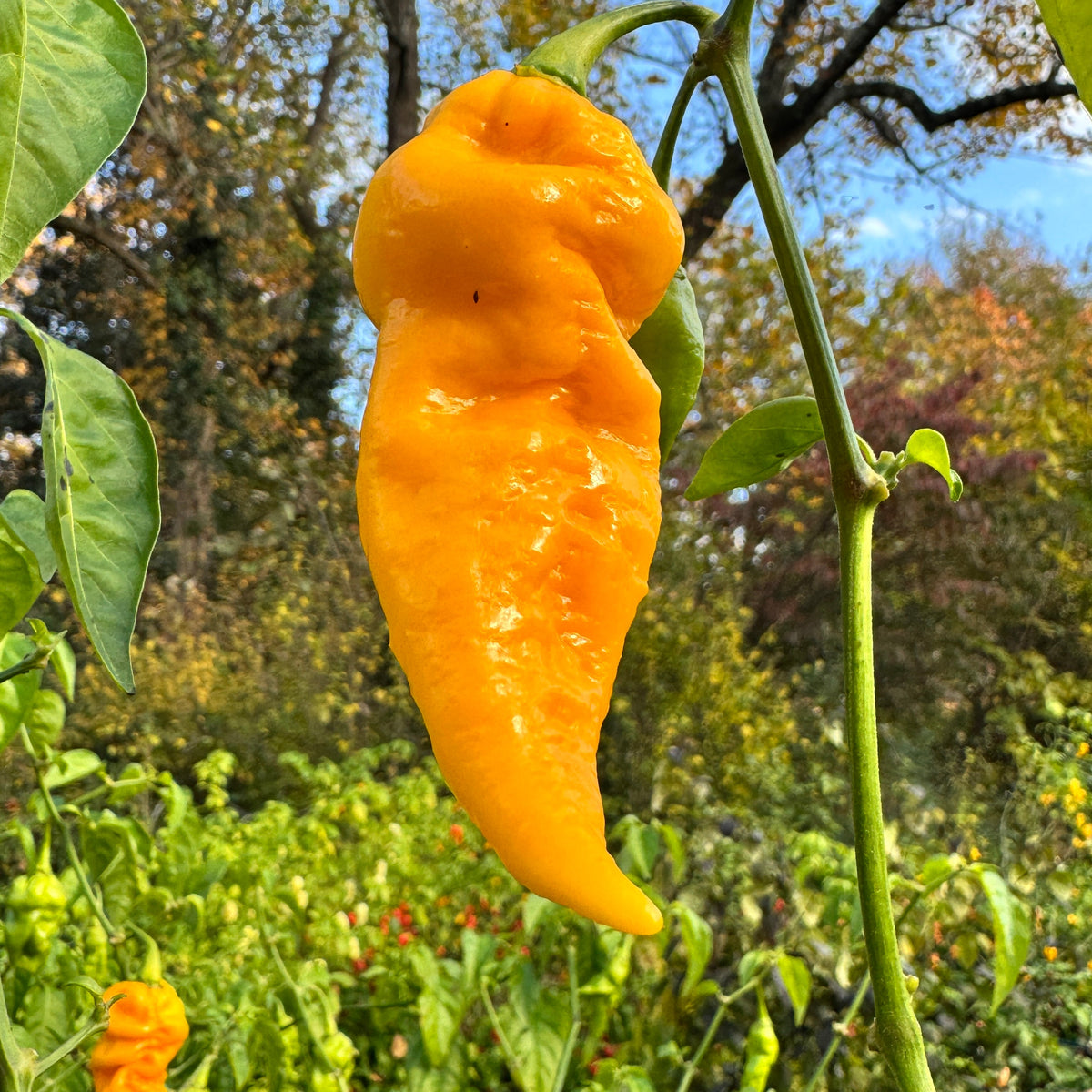 Faddas Big Yellow - Seeds