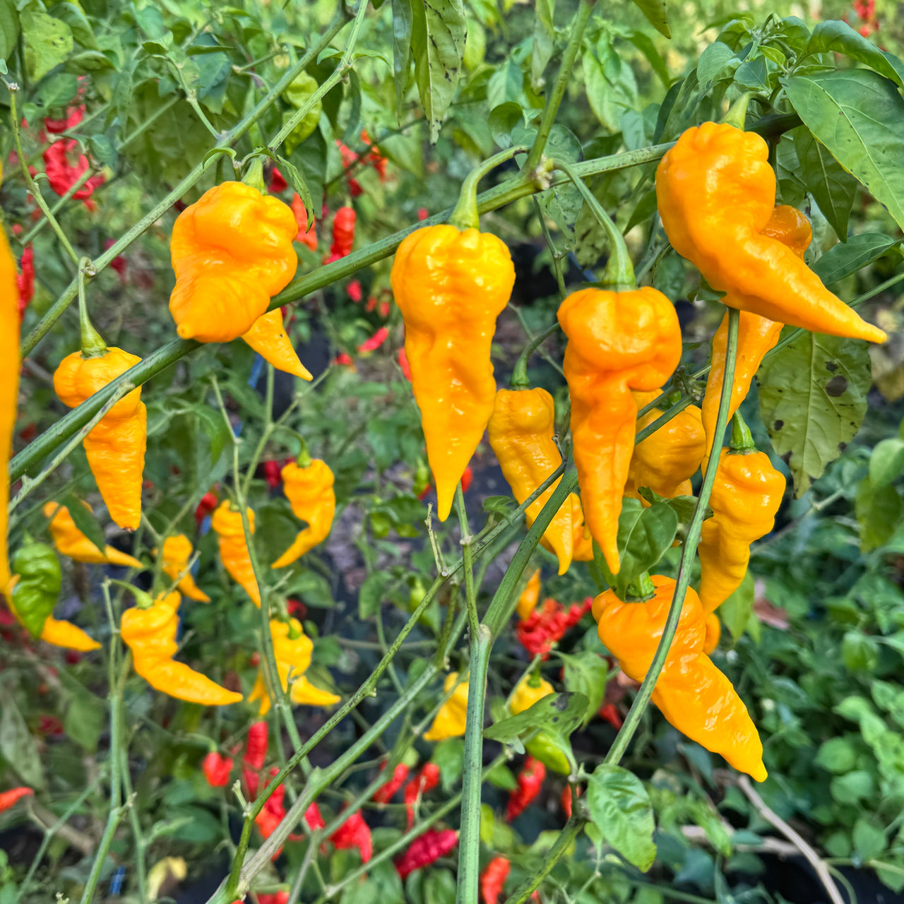 Faddas Big Yellow - Seeds