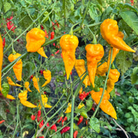 Faddas Big Yellow - Seeds