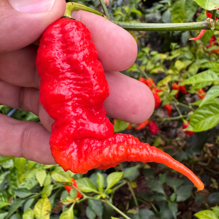 Faddas Poison Tail Red - Seeds – The Pepper Pantry