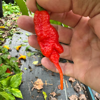 Faddas Poison Tail Red - Seeds
