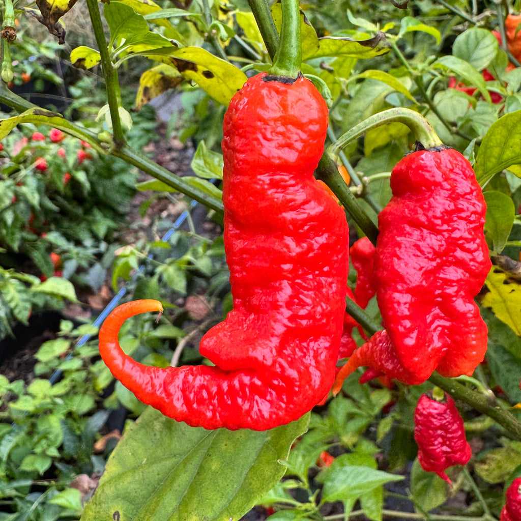 Faddas Poison Tail Red - Seeds