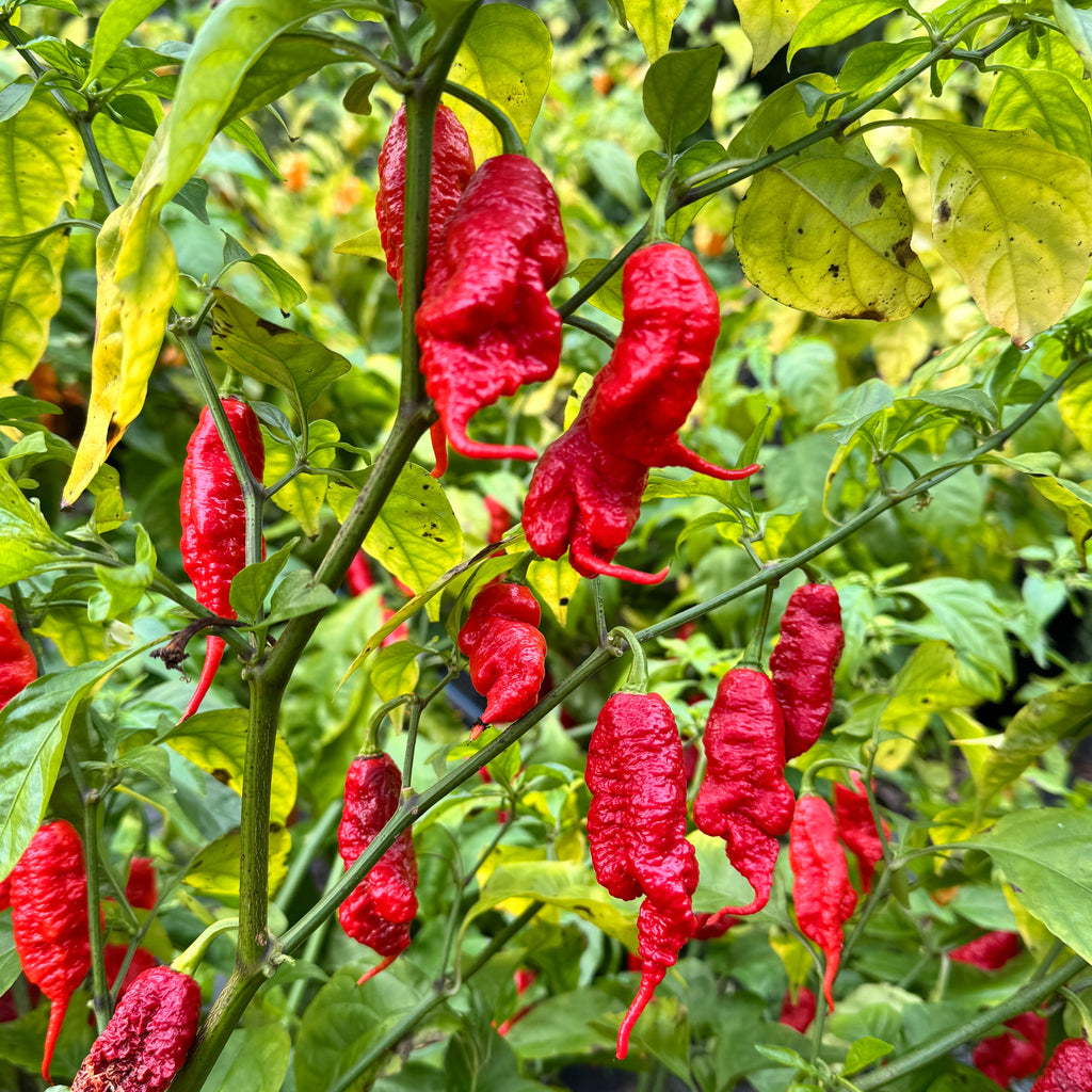 Faddas Poison Tail Red - Seeds
