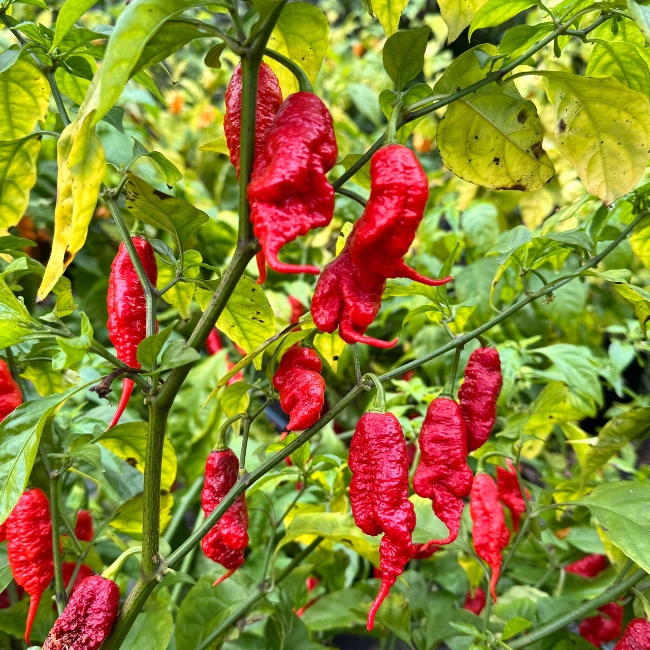 Faddas Poison Tail Red - Seeds – The Pepper Pantry