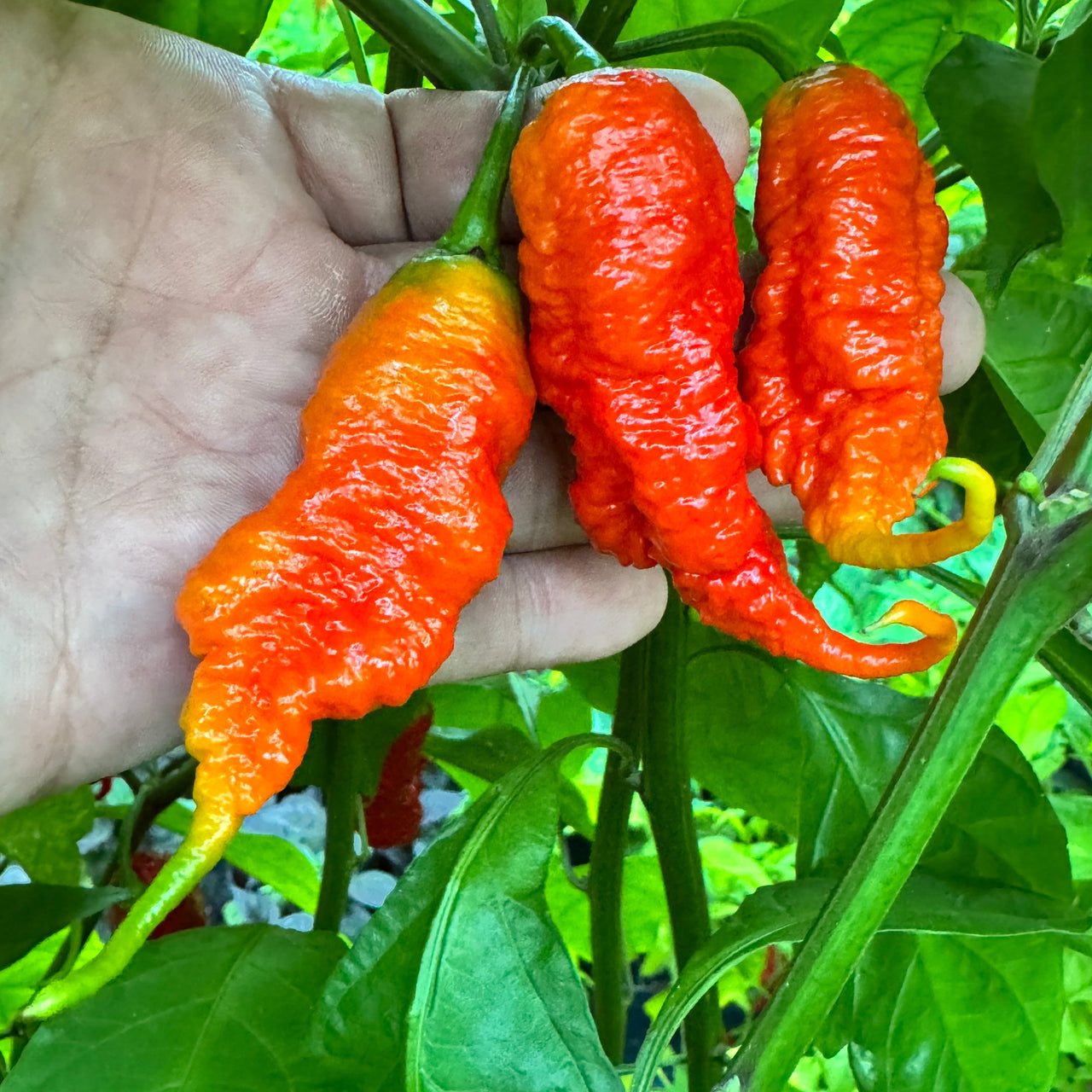 Faddas Poison Tail Red - Seeds – The Pepper Pantry