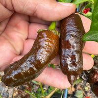 Frankenstein BBG7 Chocolate  - Seeds