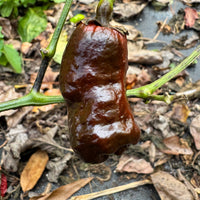 Frankenstein BBG7 Chocolate  - Seeds