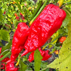 Frankenstein BBG7 Red - Seeds