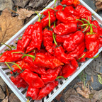 Frankenstein BBG7 Red - Seeds