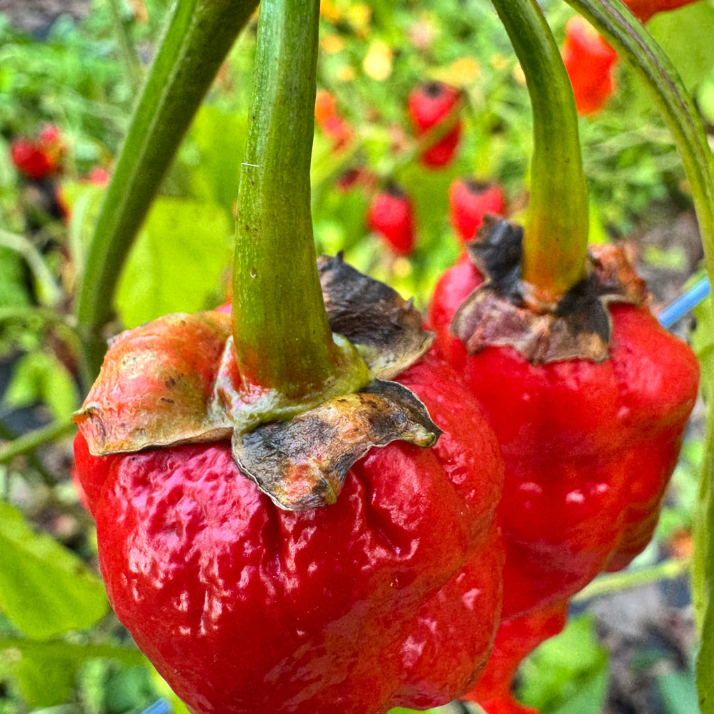 Frankenstein BBG7 Red - Seeds