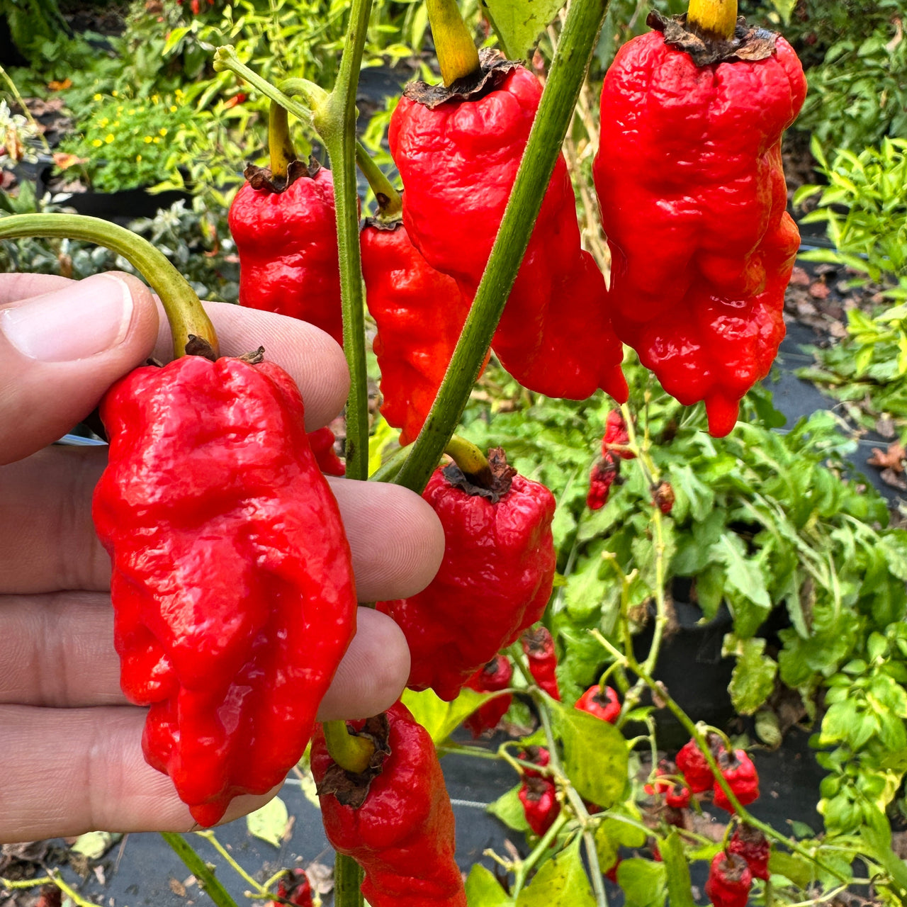 Frankenstein BBG7 Red - Seeds