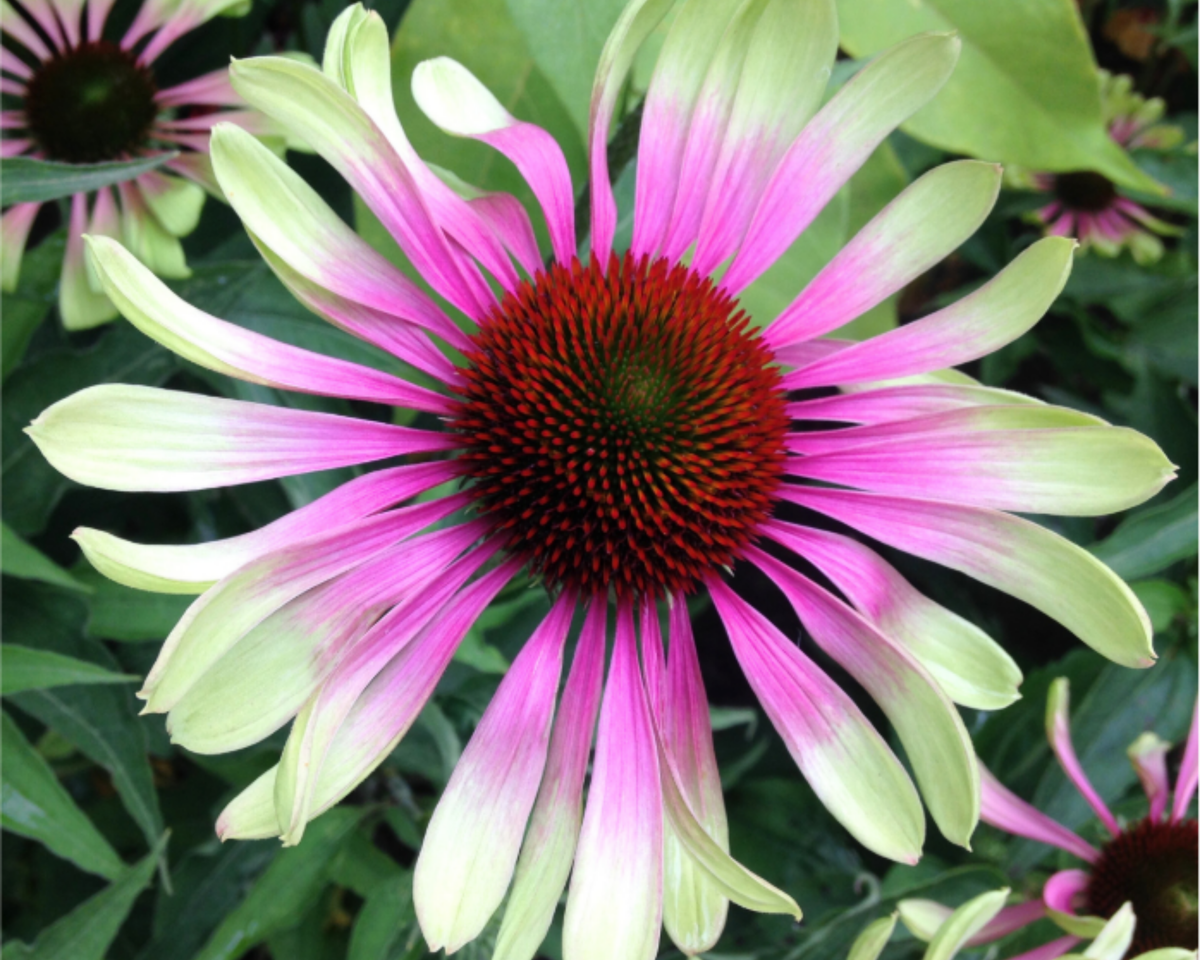 Green Twister Coneflower/Echinacea Seeds
