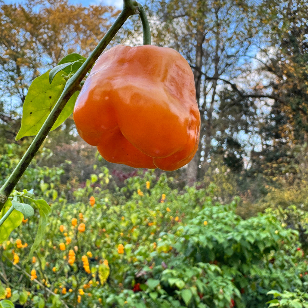 Georgia Peach - Seeds