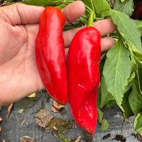 Hatch Green X Hot - Rattlesnake Green Chile  - Seeds