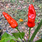 Hawaiian Chili x Ghost  - Seeds