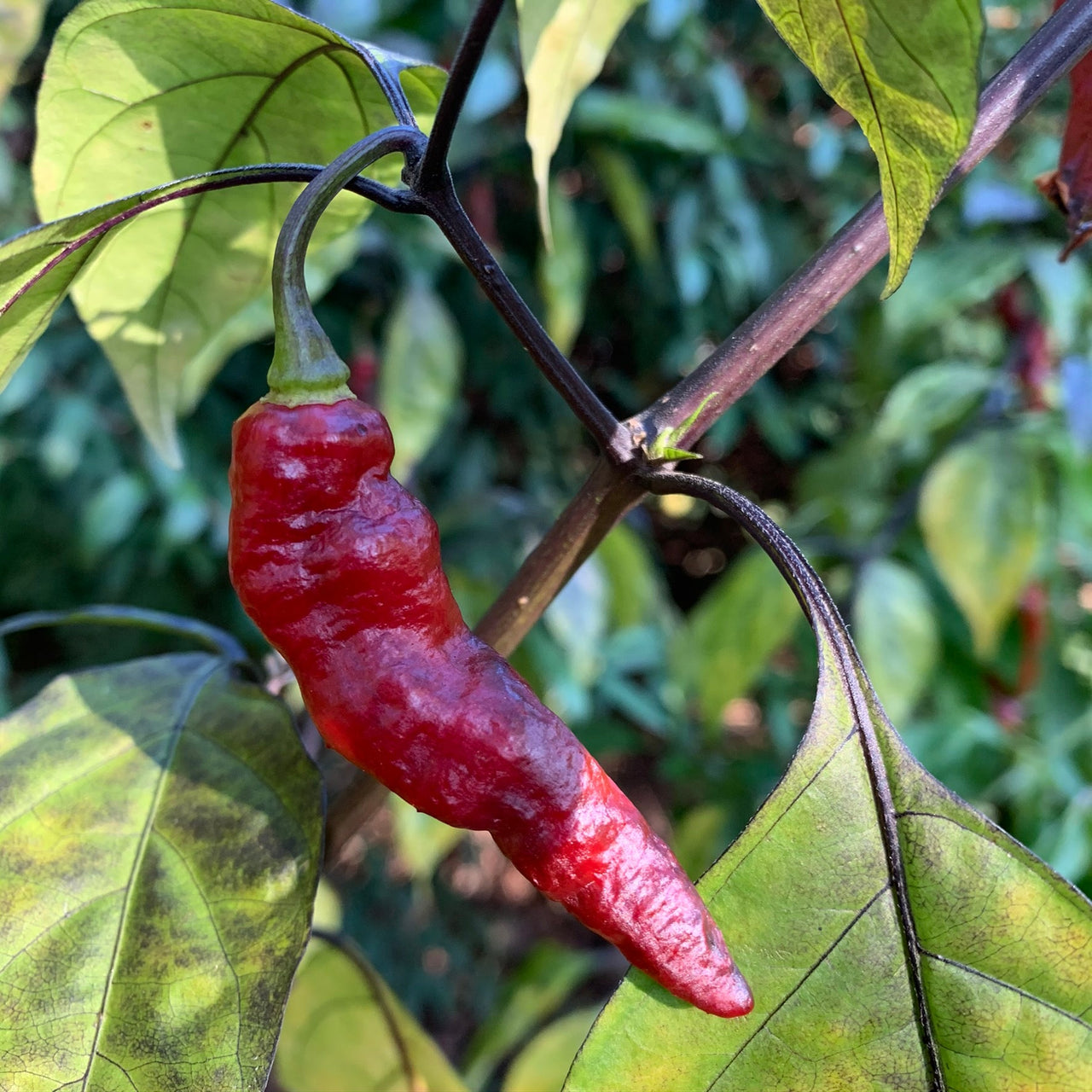 Piment Leopard - Seeds