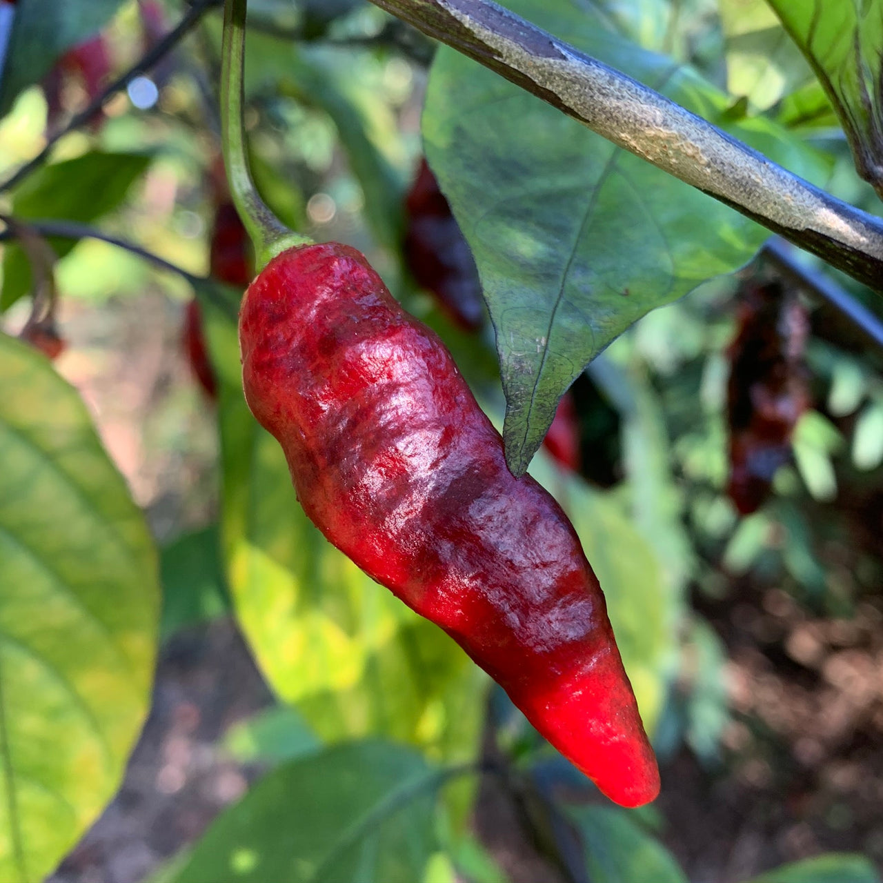 Piment Leopard - Seeds