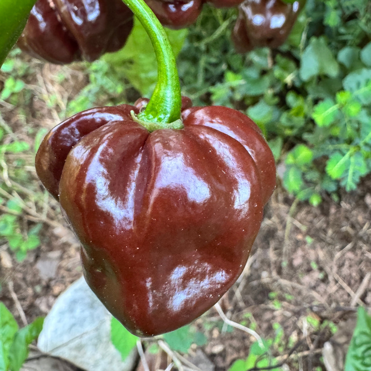 Jamaican Hot Chocolate - Seeds
