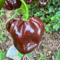 Jamaican Hot Chocolate - Seeds