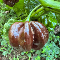 Jamaican Hot Chocolate - Seeds