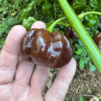 Jamaican Hot Chocolate - Seeds