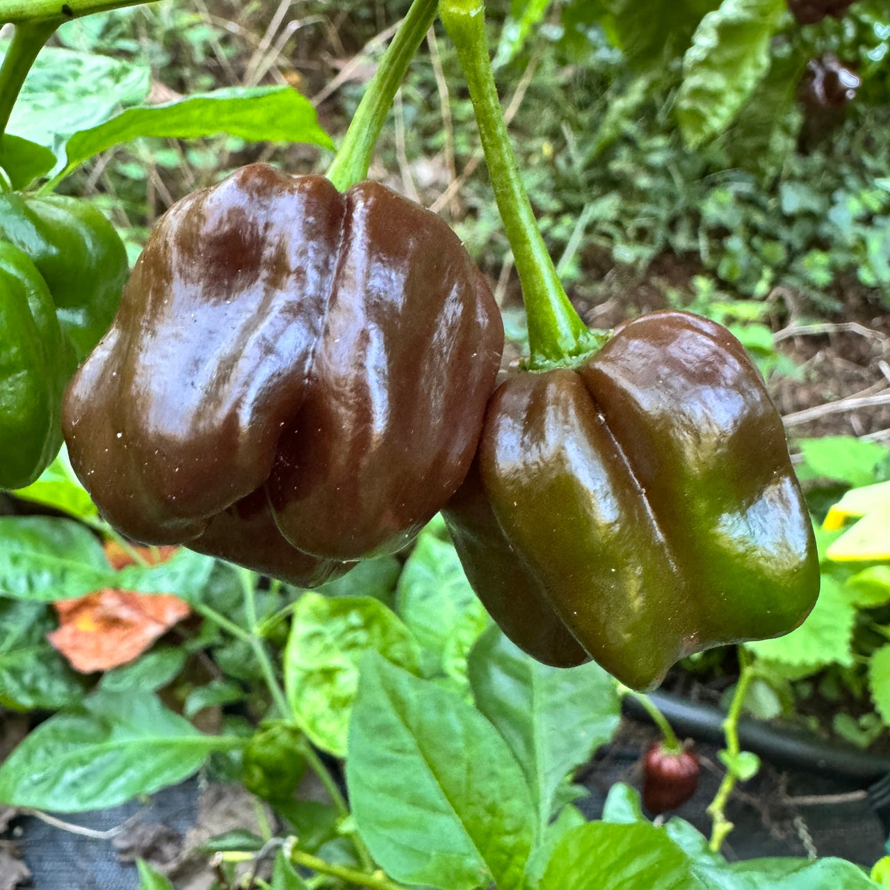 Jamaican Hot Chocolate - Seeds