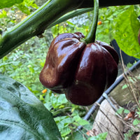 Jamaican Hot Chocolate - Seeds