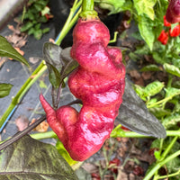 Jay's Pink - Seeds