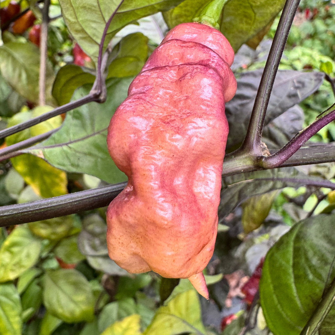 Jay's Pink - Seeds