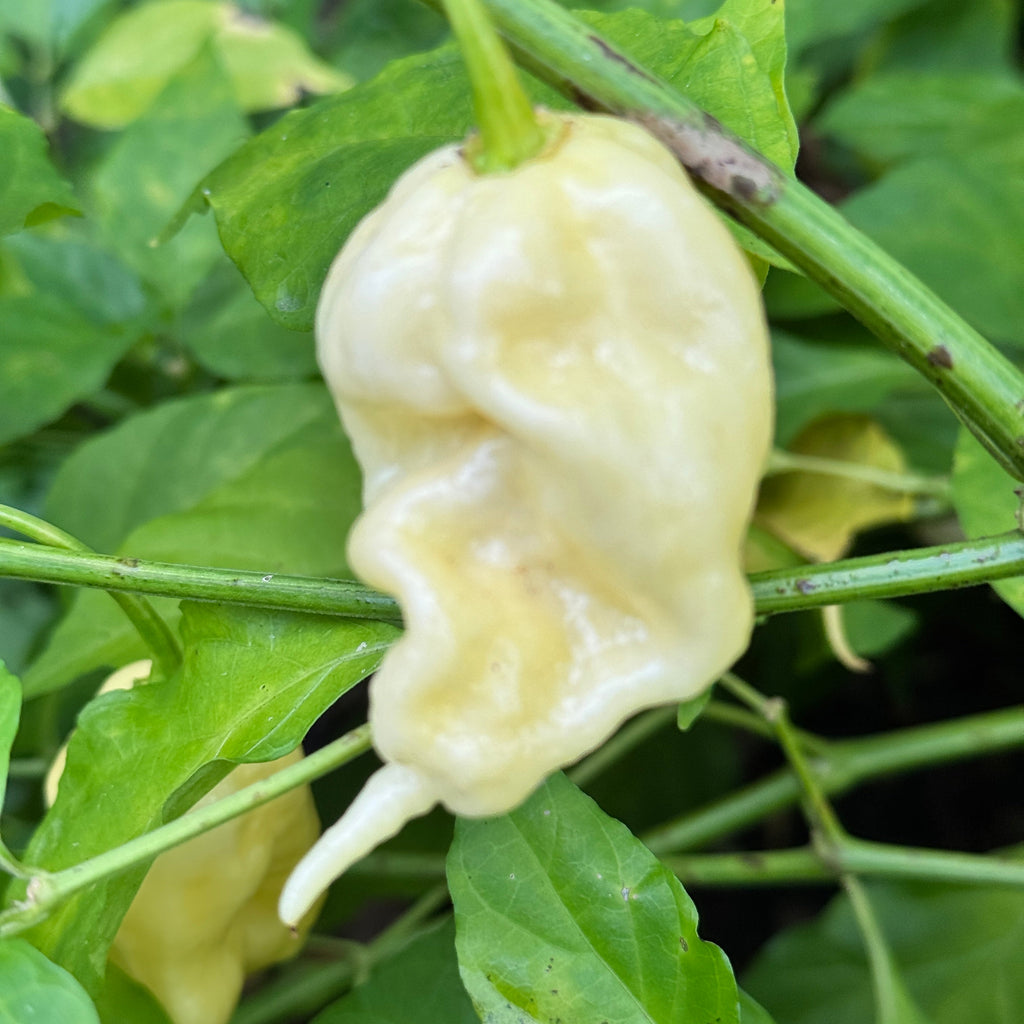 Jay’s White Ghost Scorpion - Seeds