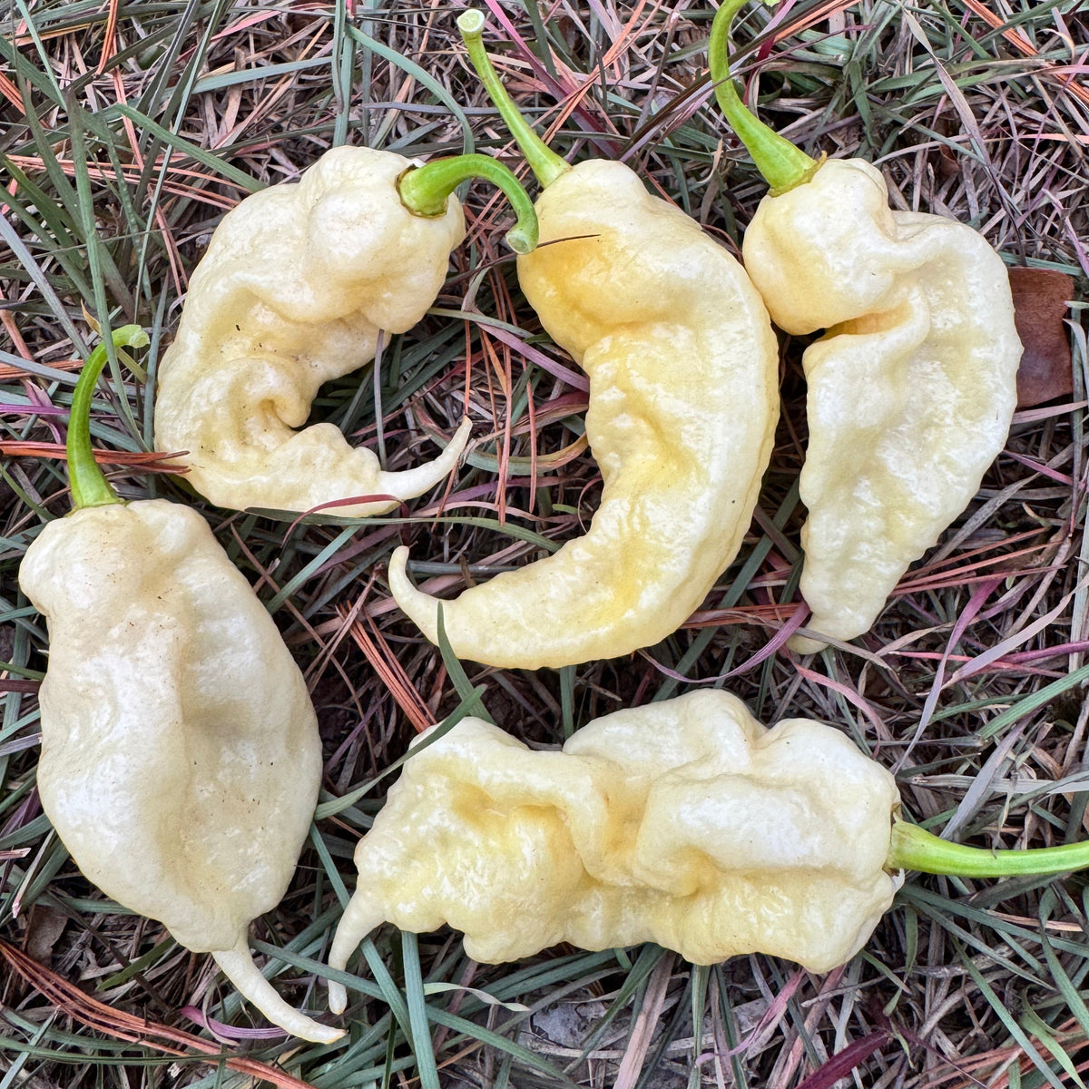 Jay’s White Ghost Scorpion - Seeds