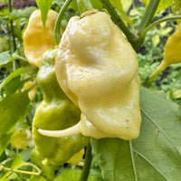 Jay’s White Ghost Scorpion - Seeds