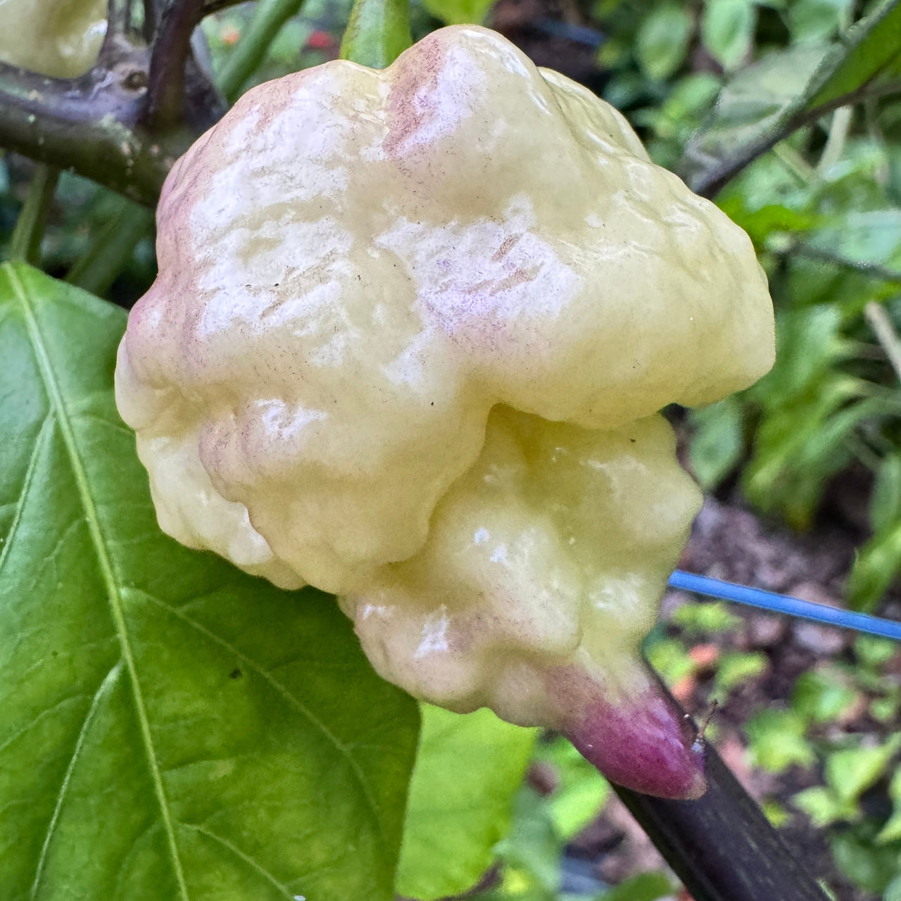 Jay’s × Pink × Reaper Lemon - Seeds