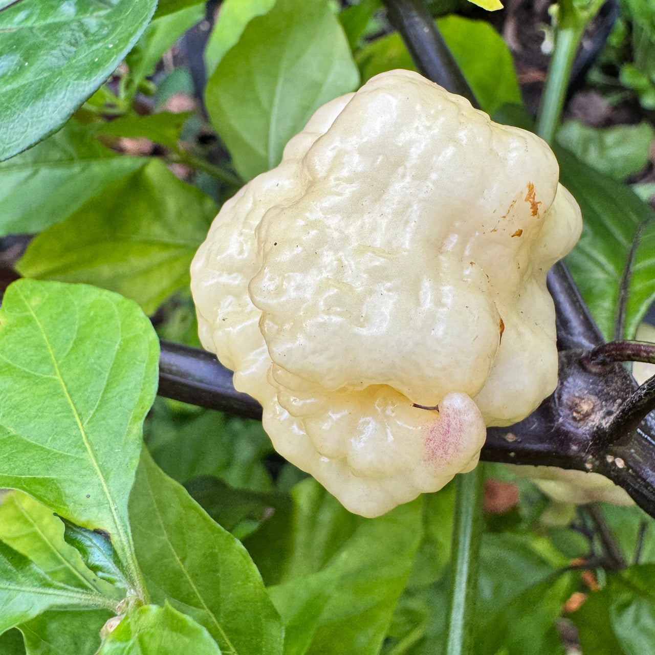 Jay’s × Pink × Reaper Lemon - Seeds