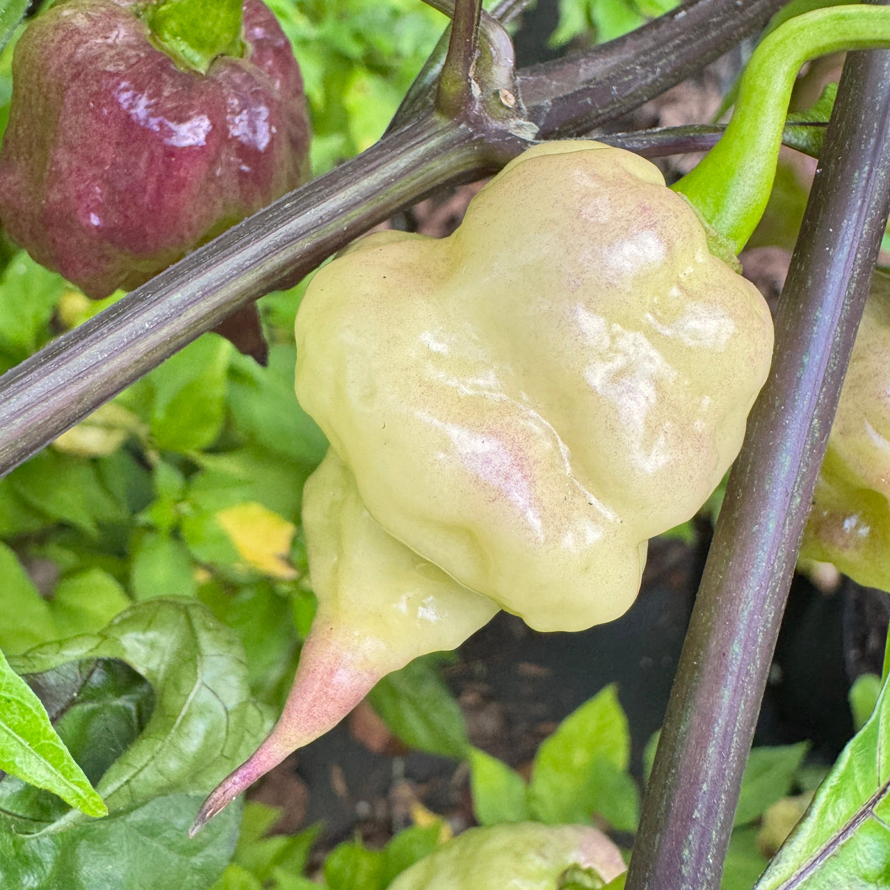 Jay’s × Pink × Reaper Lemon - Seeds