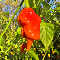 Jigtali Red - Seeds