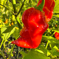 Jigtali Red - Seeds