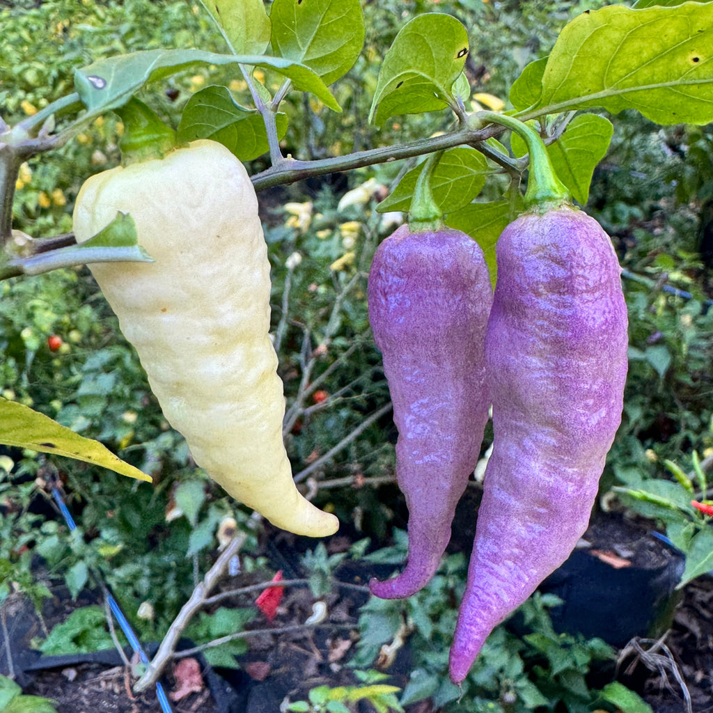 JPGS × GYPOB White - AKA Albino Boar Claw - Seeds