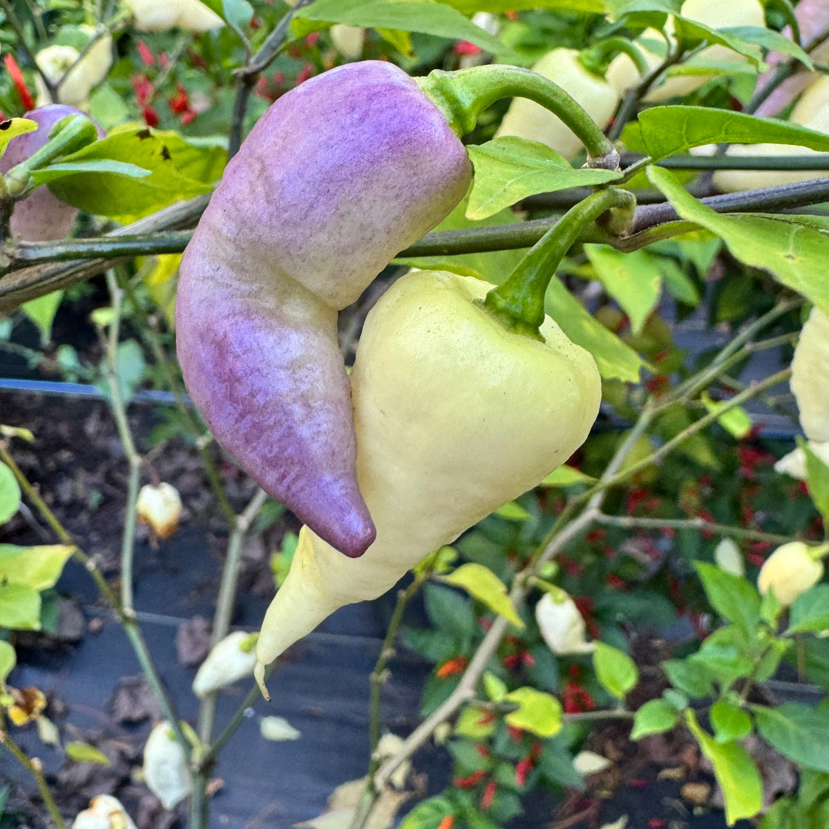JPGS × GYPOB White - AKA Albino Boar Claw - Seeds