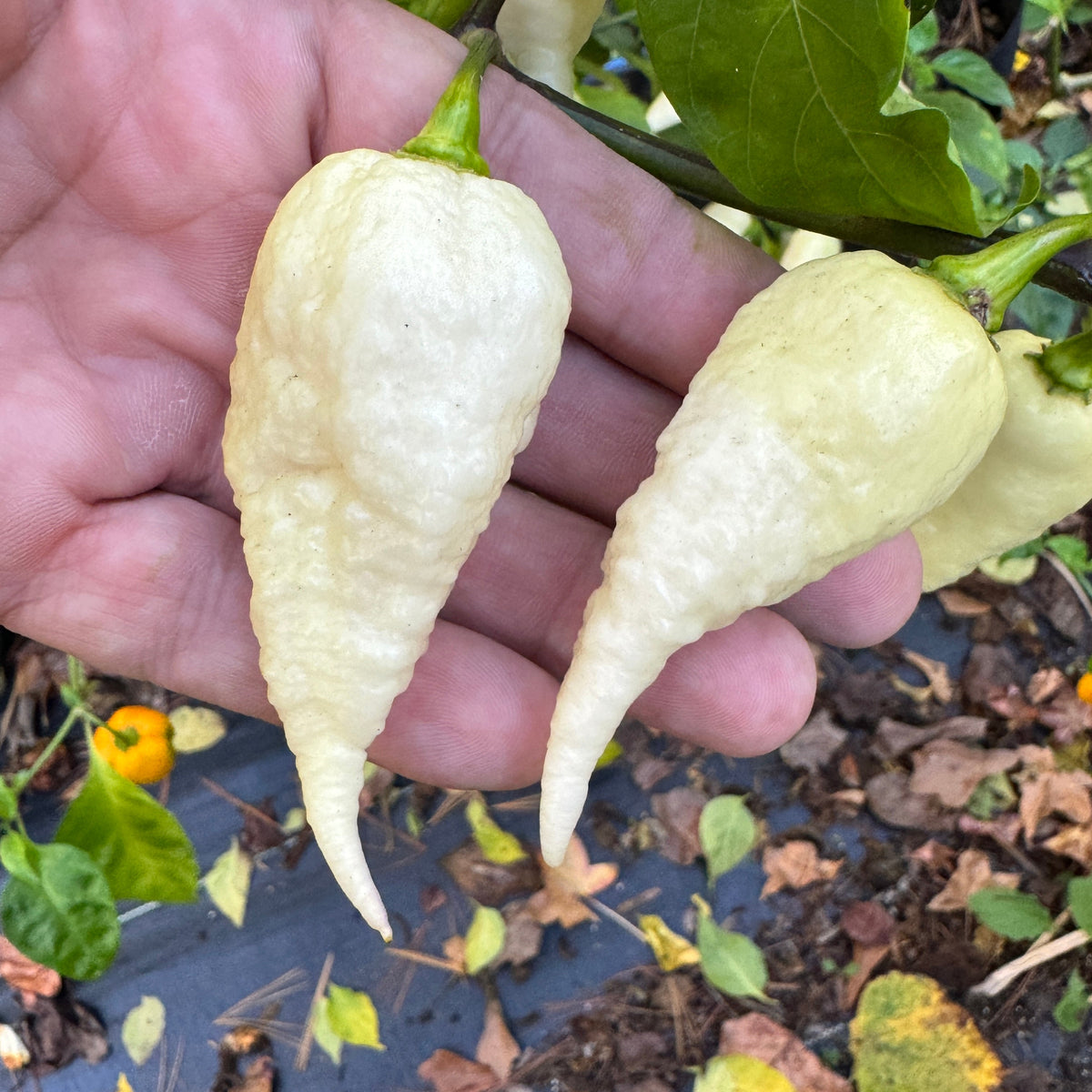 JPGS × GYPOB White - AKA Albino Boar Claw - Seeds