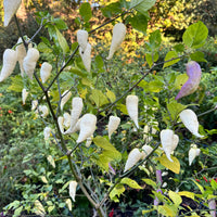 JPGS × GYPOB White - AKA Albino Boar Claw - Seeds
