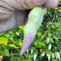 JPGS × GYPOB White - AKA Albino Boar Claw - Seeds