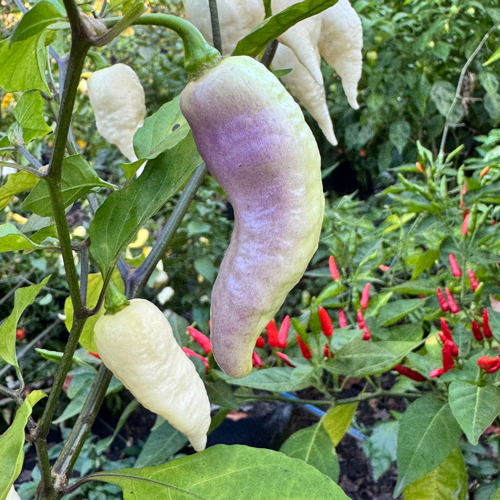 JPGS × GYPOB White - AKA Albino Boar Claw - Seeds