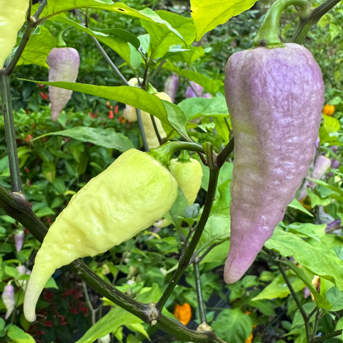 JPGS × GYPOB White - AKA Albino Boar Claw - Seeds