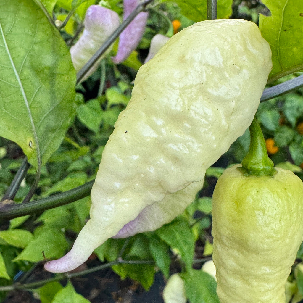 JPGS × GYPOB White - AKA Albino Boar Claw - Seeds