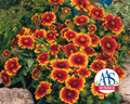 Arizona Sun Gaillardia Seeds